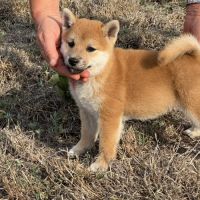 Magnifique chiot shiba 2 mois et demi