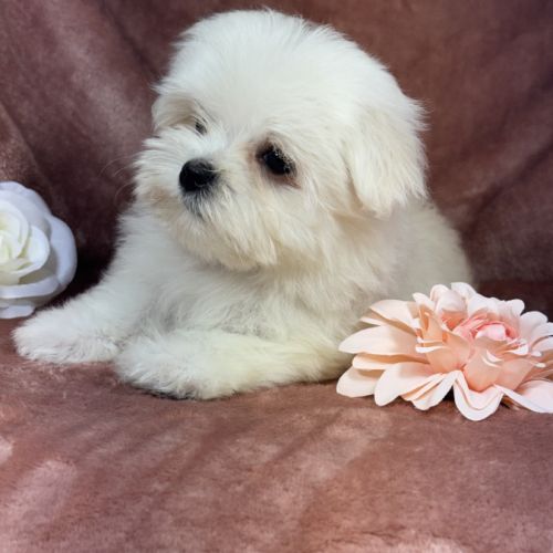 Blue, femelle bichon maltais naine, lof #2