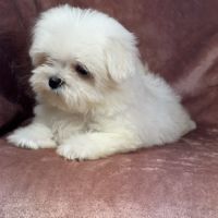 Blue, femelle bichon maltais naine, lof #1