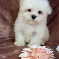 Blue, femelle bichon maltais naine, lof
