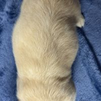 Paulette, femelle teckel naine couleur sable uni #5