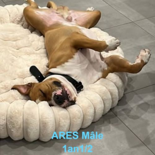 Chien ares à l adoption #0