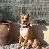 Chien ares à l adoption #2