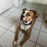 Chien ares à l adoption #3