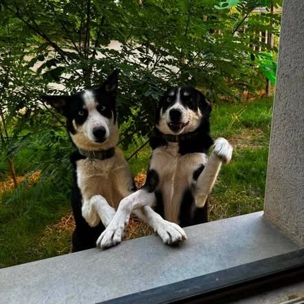 Chien uno et ulysse à l adoption #0