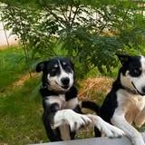Chien uno et ulysse à l adoption #3