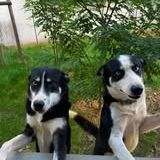 Chien uno et ulysse à l adoption #2