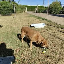 Chien belle à l adoption #2