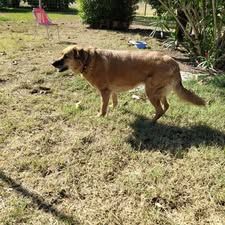 Chien belle à l adoption #3
