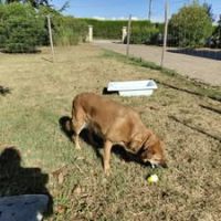 Chien belle à l adoption #2