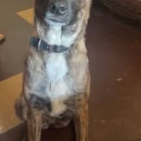 Chien tanahe à l adoption