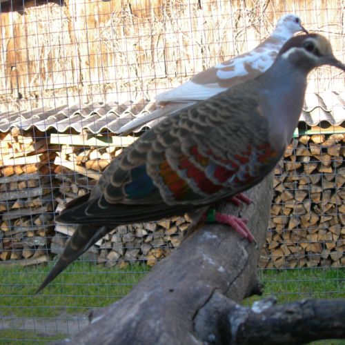 Colombe lumachelle #0