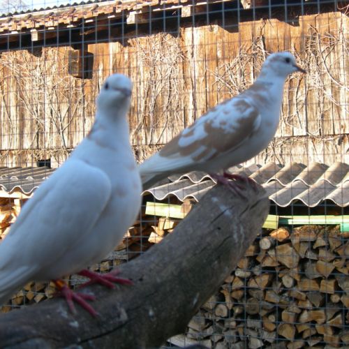 Colombe commune #1