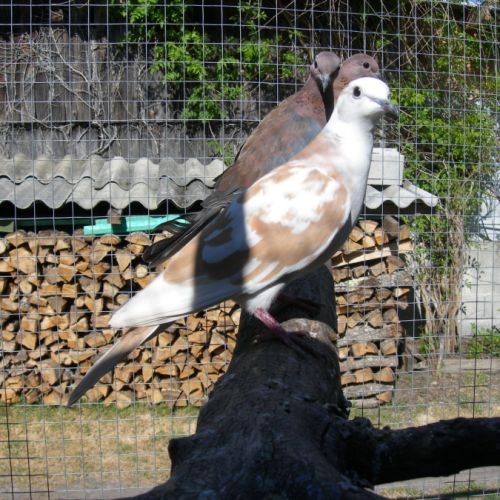 Colombe commune #3