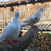 Colombe commune #1
