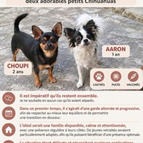 Chien choupi et aaron à l adoption #0