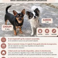 Chien choupi et aaron à l adoption