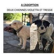 Chien violetta et tressie à l adoption #0