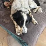 Chien violetta et tressie à l adoption #2