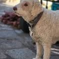 Chien violetta et tressie à l adoption #3
