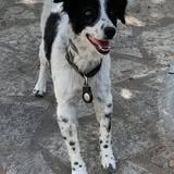 Chien violetta et tressie à l adoption #4