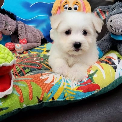 Chiots bichon maltais #0