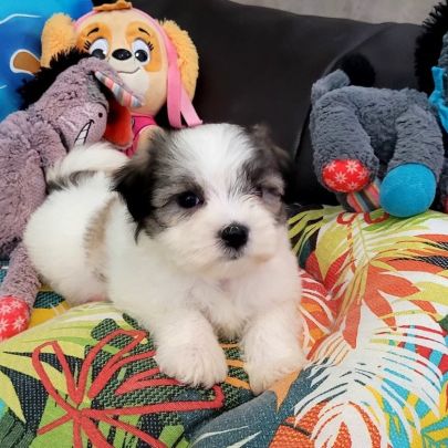 Chiots bichon maltais #5