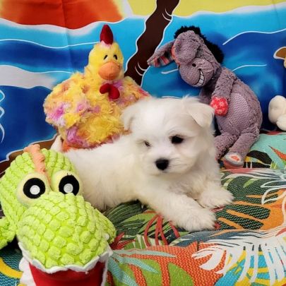 Chiots bichon maltais #7