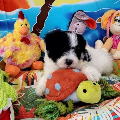 Chiots bichon maltais #8