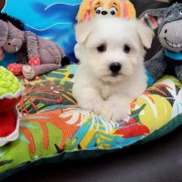 Chiots bichon maltais