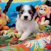 Chiots bichon maltais #2
