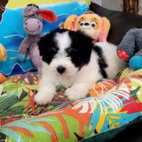 Chiots bichon maltais #3