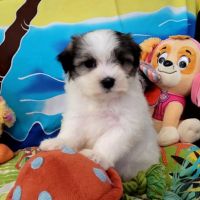Chiots bichon maltais #4