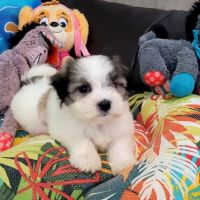 Chiots bichon maltais #5