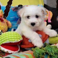 Chiots bichon maltais #6