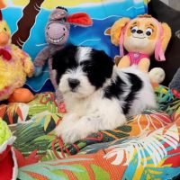 Chiots bichon maltais #9