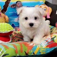 Chiots bichon maltais #10