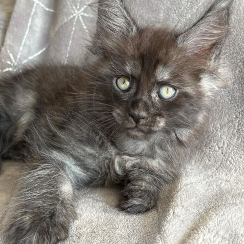 Magnifique chaton maine coon femelle loof #1