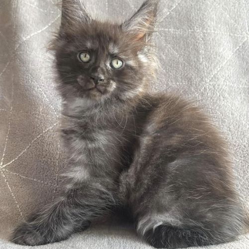 Magnifique chaton maine coon femelle loof #0