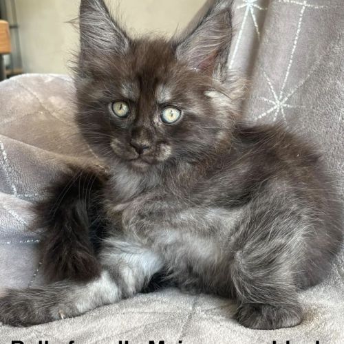 Magnifique chaton maine coon femelle loof #3