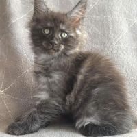 Magnifique chaton maine coon femelle loof