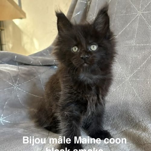 Adorables chatons maine coon #0
