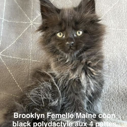 Adorables chatons maine coon #2