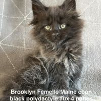 Adorables chatons maine coon #2