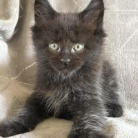 Adorables chatons maine coon #3