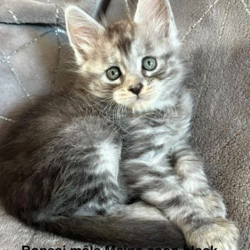 À réserver chatons maine coon #0