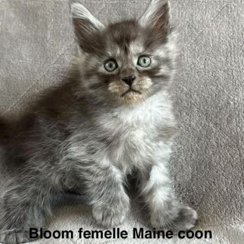 À réserver chatons maine coon #2