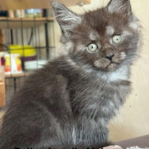 À réserver chatons maine coon #3
