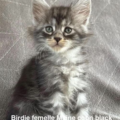 À réserver chatons maine coon #4
