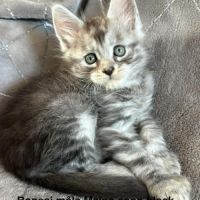 À réserver chatons maine coon